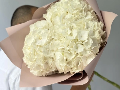 Гортензия Голландия белая