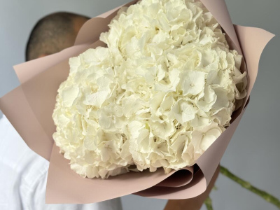 Гортензия Голландия белая