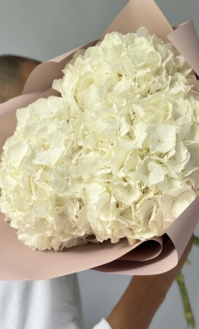 Гортензия Голландия белая