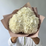 Гортензия Голландия белая 2