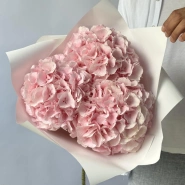 Гортензия Голландия розовая 1