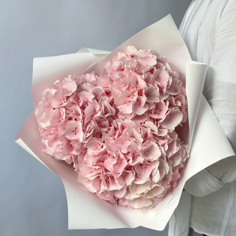 Гортензия Голландия розовая