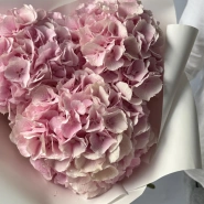 Гортензия Голландия розовая 2