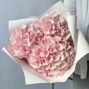 Гортензия Голландия розовая 0