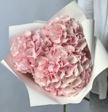 Гортензия Голландия розовая