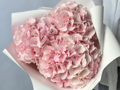 Гортензия Голландия розовая