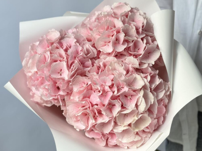 Гортензия Голландия розовая