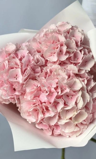 Гортензия Голландия розовая