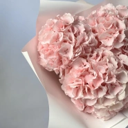 Гортензия Голландия розовая 3