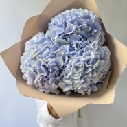 Гортензия Голландия голубая 2