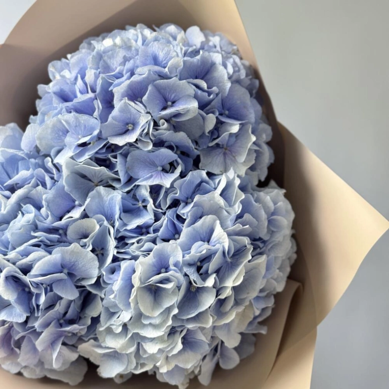 Гортензия Голландия голубая