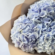 Гортензия Голландия голубая 3