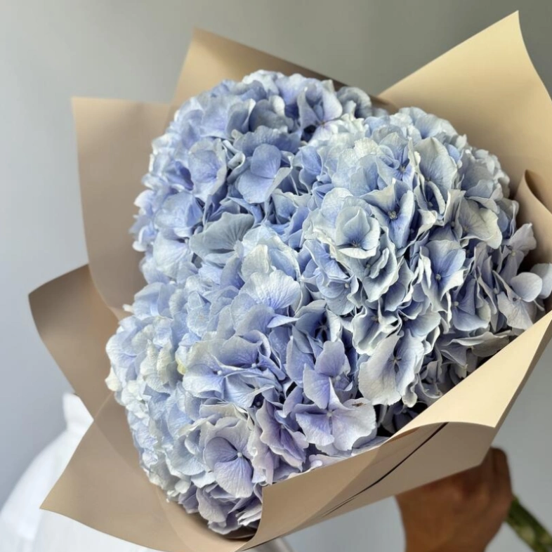 Гортензия Голландия голубая