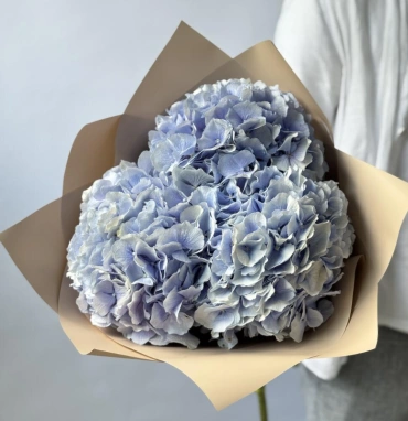 Гортензия Голландия голубая