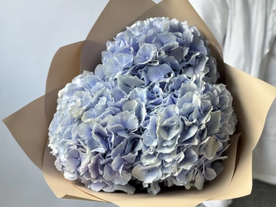 Гортензия Голландия голубая
