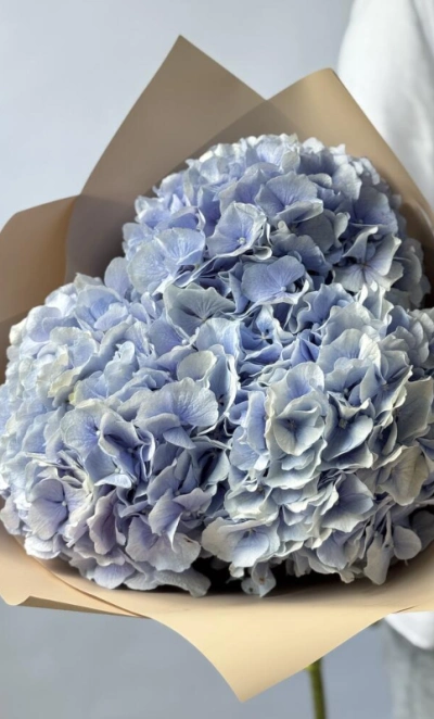 Гортензия Голландия голубая