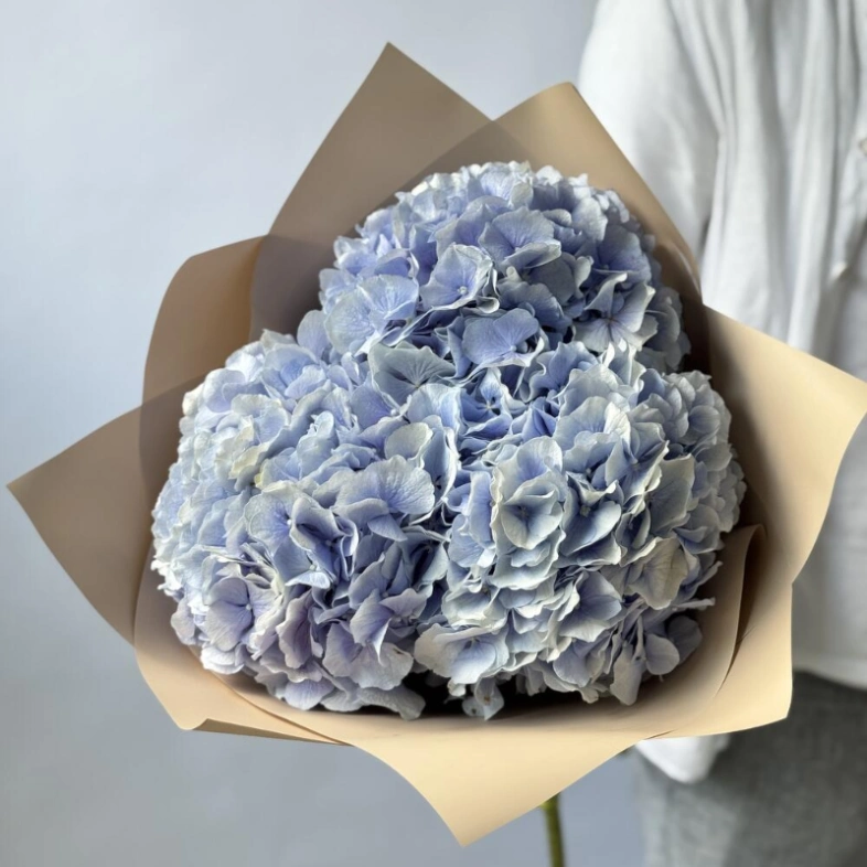 Гортензия Голландия голубая