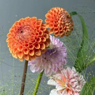 Моно букет с георгинами 2