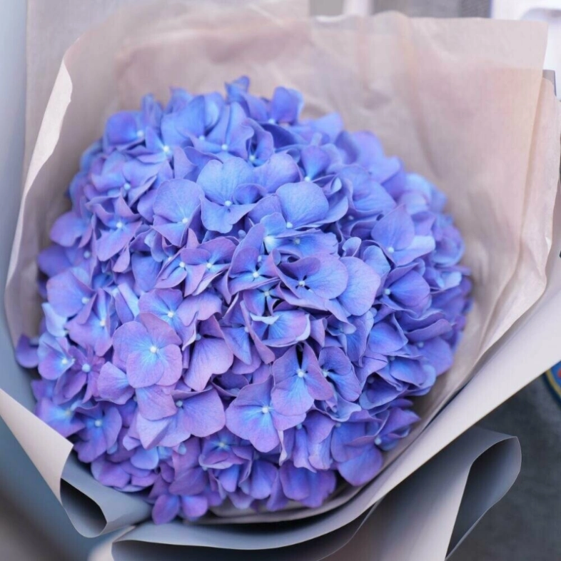 Гортензия «фиалка» в стильной упаковке