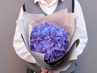 Гортензия «фиалка» в стильной упаковке