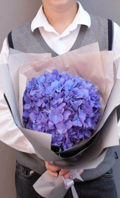 Гортензия «фиалка» в стильной упаковке