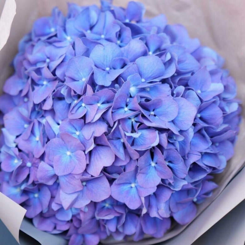 Гортензия «фиалка» в стильной упаковке