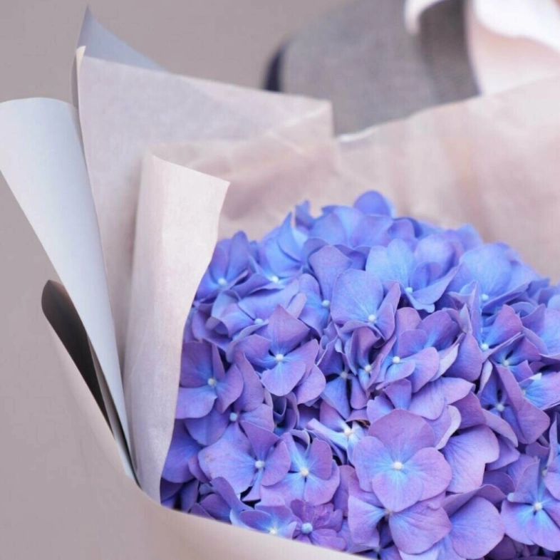 Гортензия «фиалка» в стильной упаковке