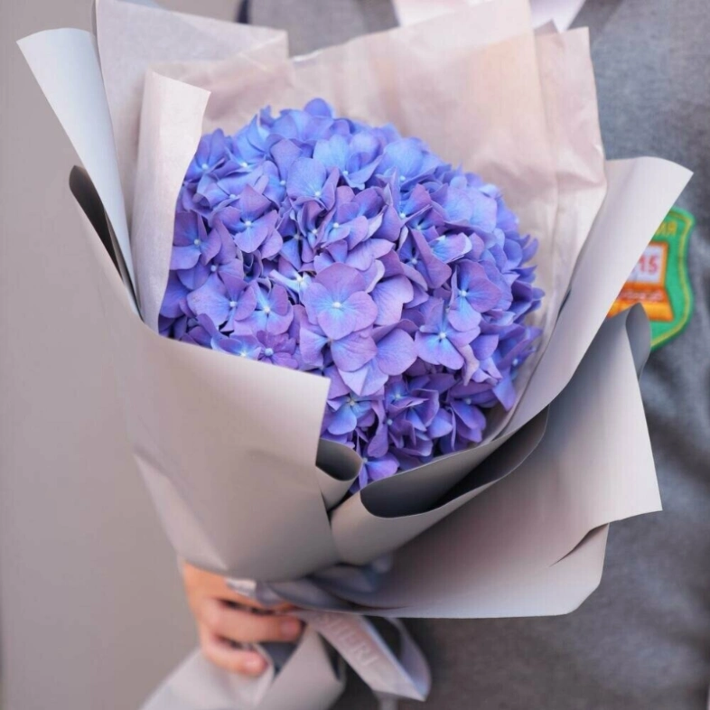 Гортензия «фиалка» в стильной упаковке