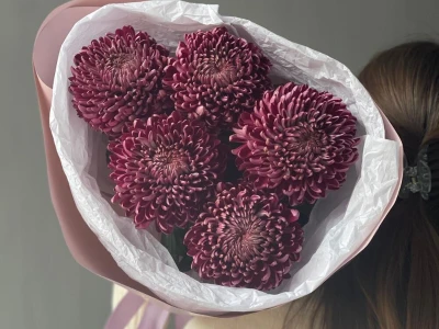 Сезонная хризантема бигуди Purple