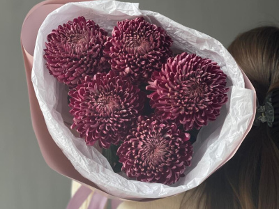 Сезонная хризантема бигуди Purple