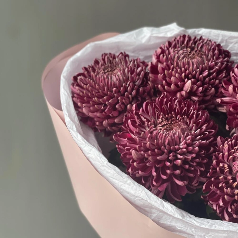 Сезонная хризантема бигуди Purple