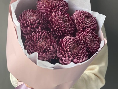 Хризантема бигуди Purple