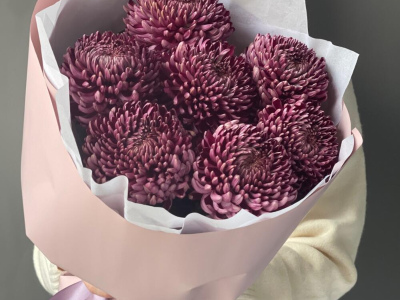 Хризантема бигуди Purple