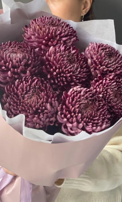 Хризантема бигуди Purple