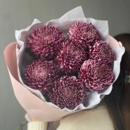 Хризантема бигуди Purple 1