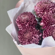 Хризантема бигуди Purple 3