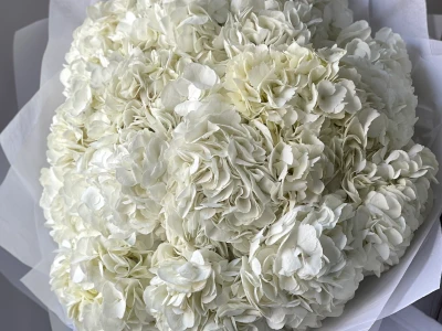 Букет «Облако белая гортензия» 15шт