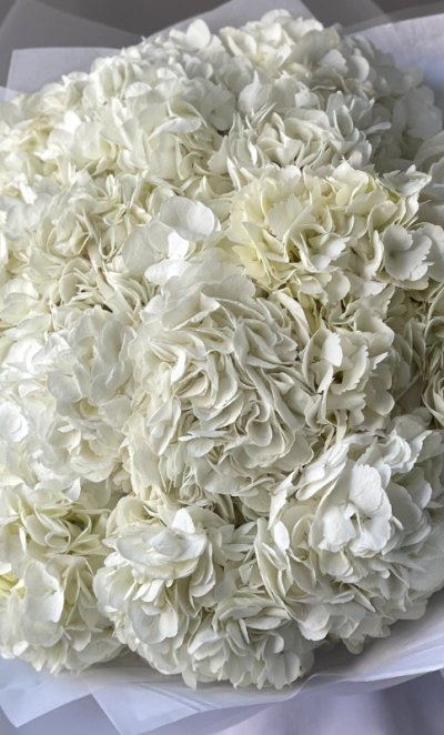 Букет «Облако белая гортензия» 15шт