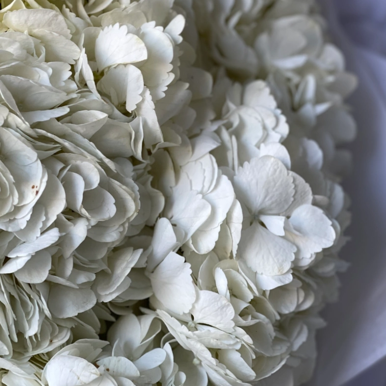 Букет «Облако белая гортензия» 15шт