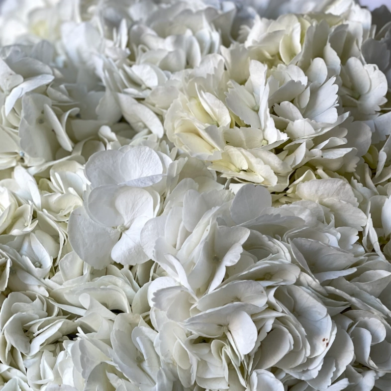 Букет «Облако белая гортензия» 15шт