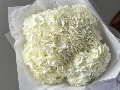 Букет «Облако гортензий» 5шт