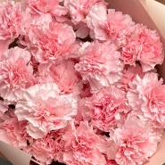 Диантусы сортовые 25 «Розовая дымка» 3