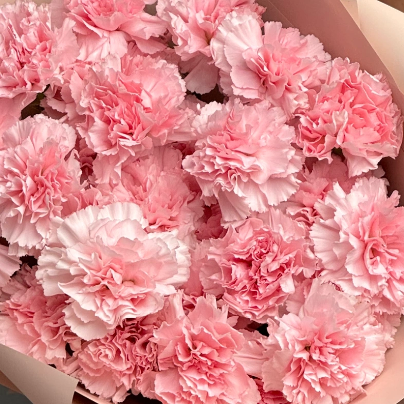 Диантусы сортовые 25 «Розовая дымка»