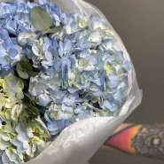 Голубые гортензии «Blue Ocean» 2