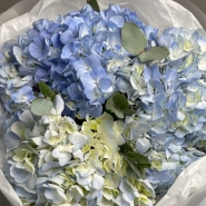 Голубые гортензии «Blue Ocean» 4