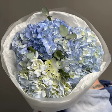 Голубые гортензии «Blue Ocean»