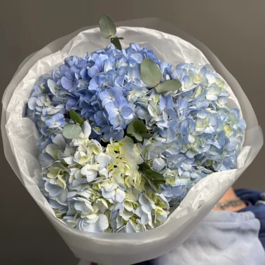 Голубые гортензии «Blue Ocean»