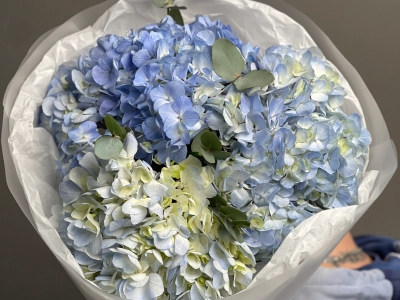 Голубые гортензии «Blue Ocean»