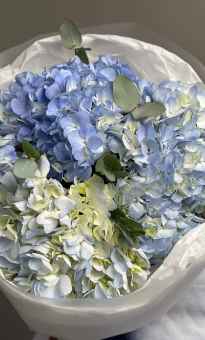 Голубые гортензии «Blue Ocean»