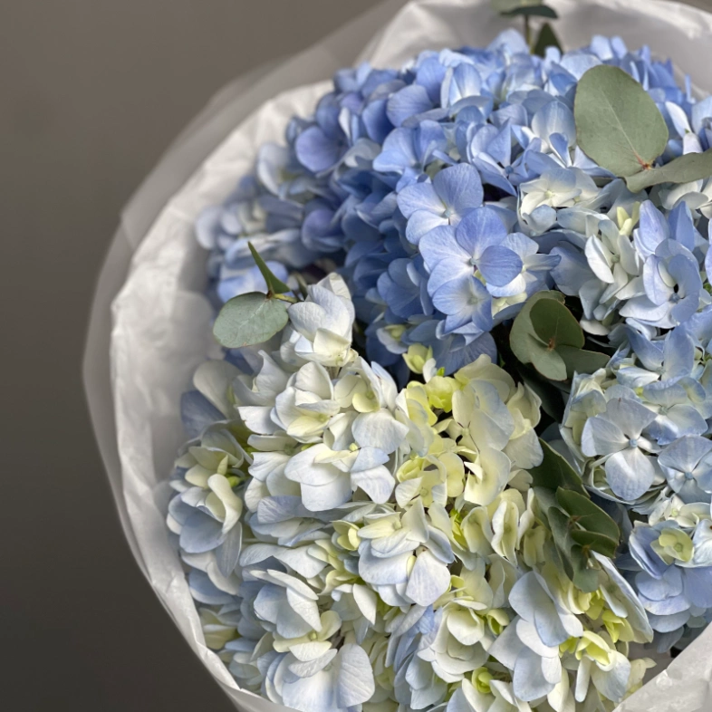Голубые гортензии «Blue Ocean»